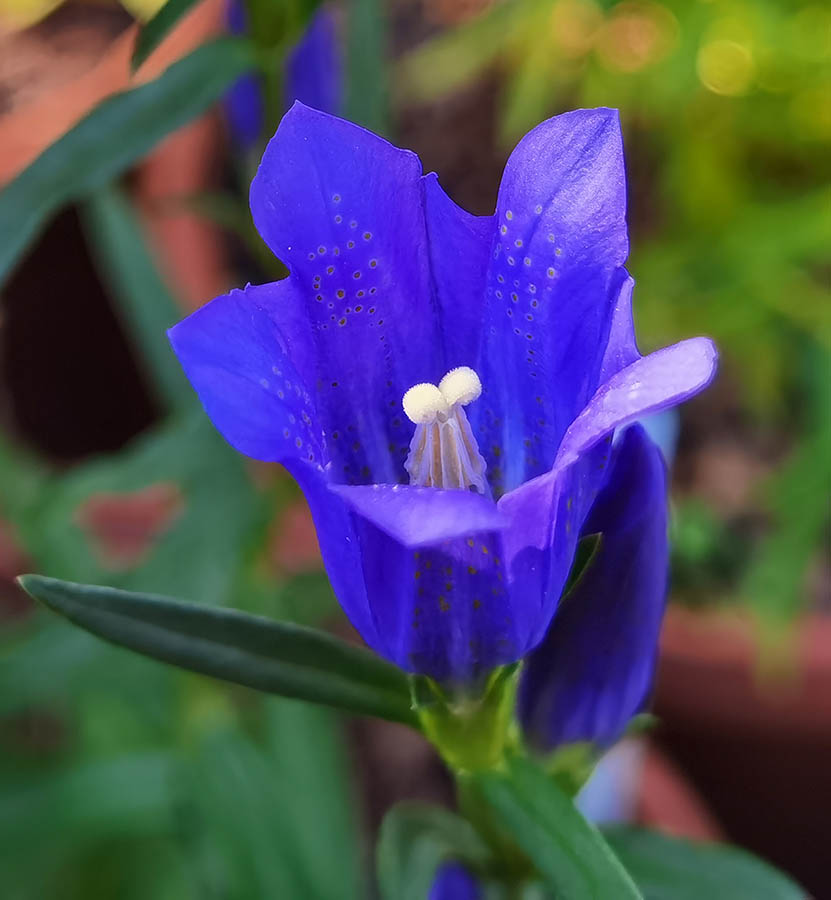 Gentiana pneumonanthe